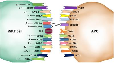 Mixed Signals: Co-Stimulation in Invariant Natural Killer T Cell-Mediated Cancer Immunotherapy